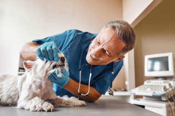  Southern View, IL Emergency Dentist Pros
